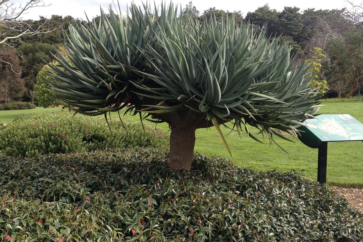 Dracaena draco (1).jpg